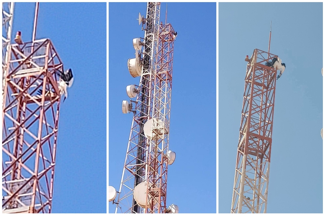 طائر لقلاق عالق فوق ريزو اتصالات المغرب منذ ثلاثة أيام. وغياب التدخل يطرح أسئلة حول الحس البيئي والإنساني